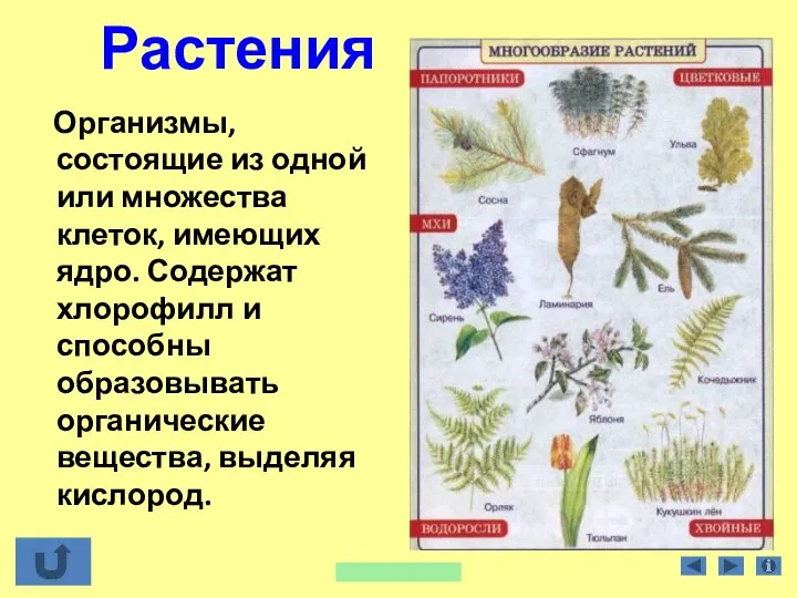 Растения Организмы, состоящие из одной или множества клеток, имеющих ядро. Содержат хлорофилл