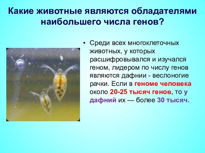 Какие животные являются обладателями наибольшего числа генов? Среди всех многоклеточных животных, у