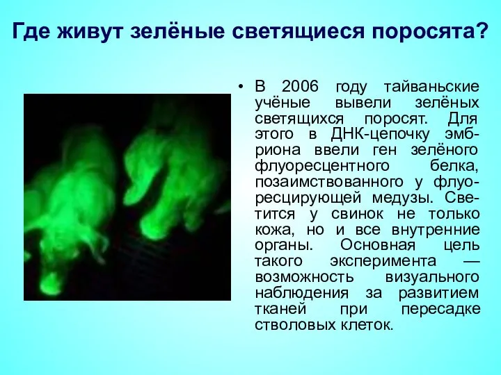 Где живут зелёные светящиеся поросята? В 2006 году тайваньские учёные вывели зелёных