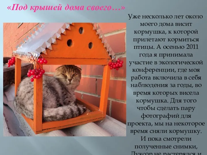 Уже несколько лет около моего дома висит кормушка, к которой прилетают кормиться