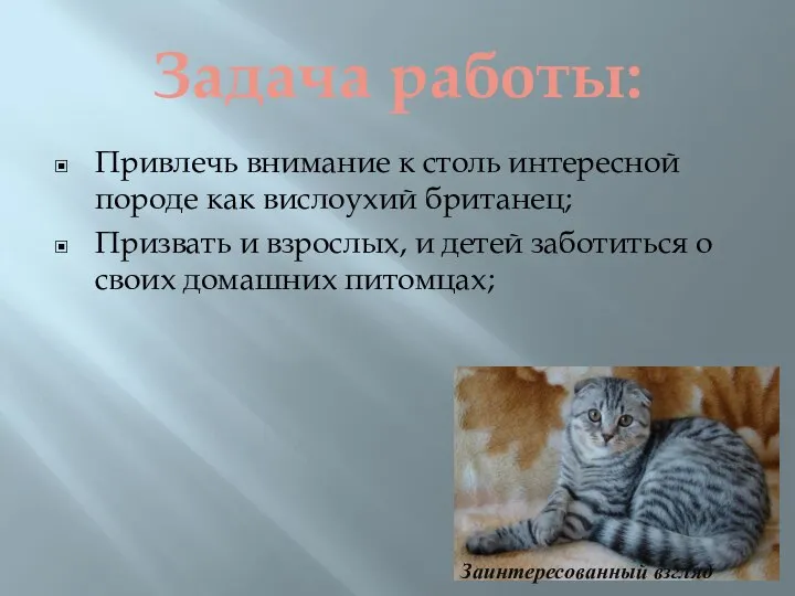 Задача работы: Привлечь внимание к столь интересной породе как вислоухий британец; Призвать