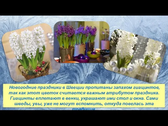 Новогодние праздники в Швеции пропитаны запахом гиацинтов, так как этот цветок считается