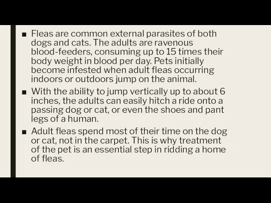 Fleas are common external parasites of both dogs and cats. The adults