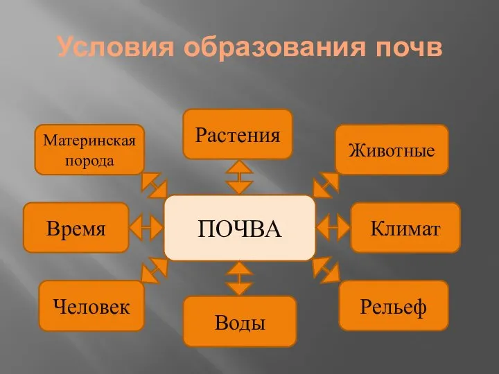 Условия образования почв Растения Климат Воды Материнская порода Рельеф Человек Животные ПОЧВА Время