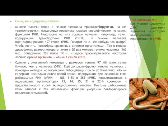 Гены, не кодирующие белки. Многие тысячи генов в геноме человека транскрибируются, но