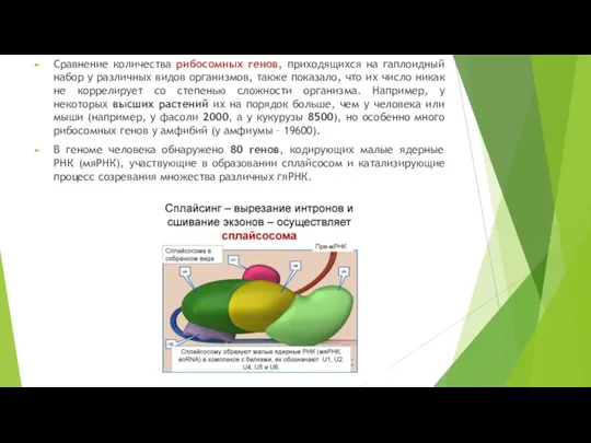 Сравнение количества рибосомных генов, приходящихся на гаплоидный набор у различных видов организмов,