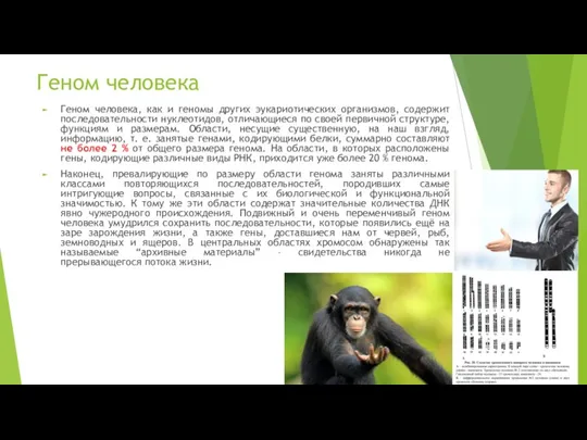 Геном человека Геном человека, как и геномы других эукариотических организмов, содержит последовательности