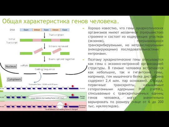 Общая характеристика генов человека. Хорошо известно, что гены эукариотических организмов имеют мозаичное