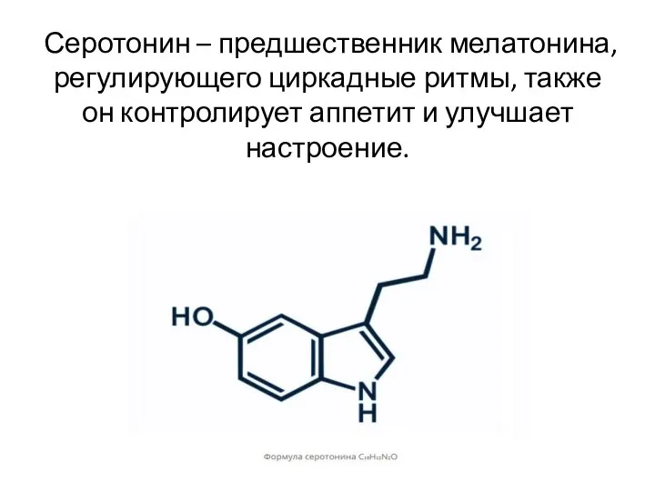 Серотонин – предшественник мелатонина, регулирующего циркадные ритмы, также он контролирует аппетит и улучшает настроение.