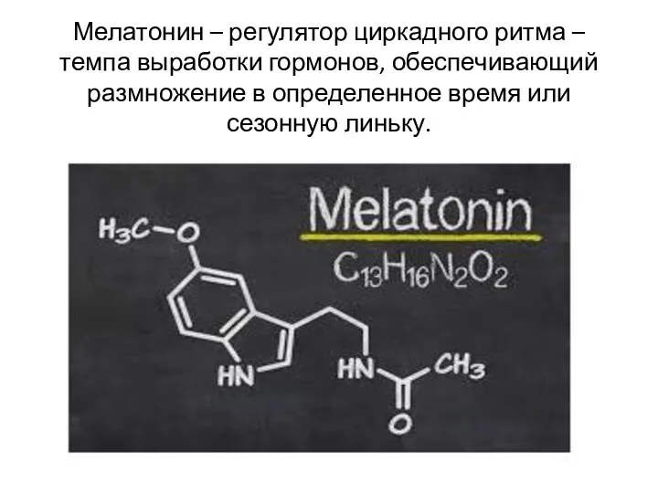Мелатонин – регулятор циркадного ритма – темпа выработки гормонов, обеспечивающий размножение в