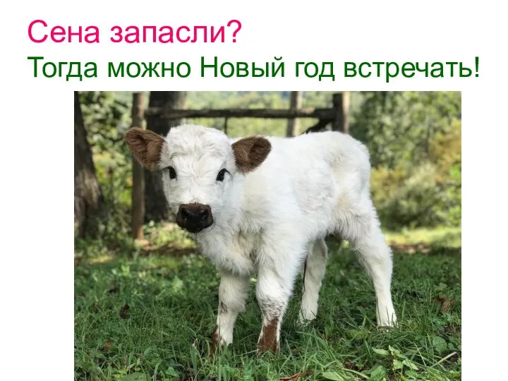 Сена запасли? Тогда можно Новый год встречать!