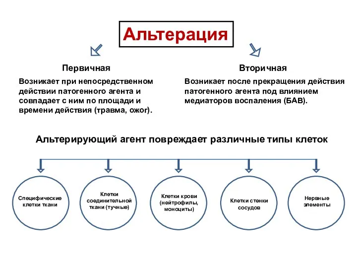 Альтерация Первичная Вторичная Возникает при непосредственном действии патогенного агента и совпадает с