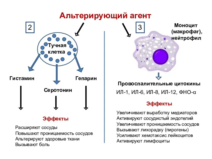 Тучная клетка Гистамин Серотонин Гепарин Провоспалительные цитокины ИЛ-1, ИЛ-6, ИЛ-8, ИЛ-12, ФНО-α