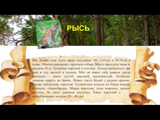 РЫСЬ №4. Длина тела этого зверя составляет 80—130 см и 50-70 см