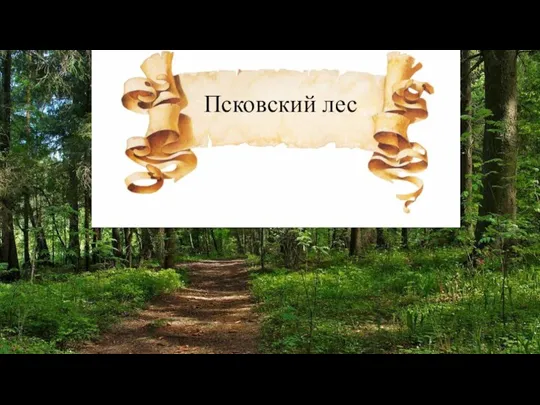 Псковский лес