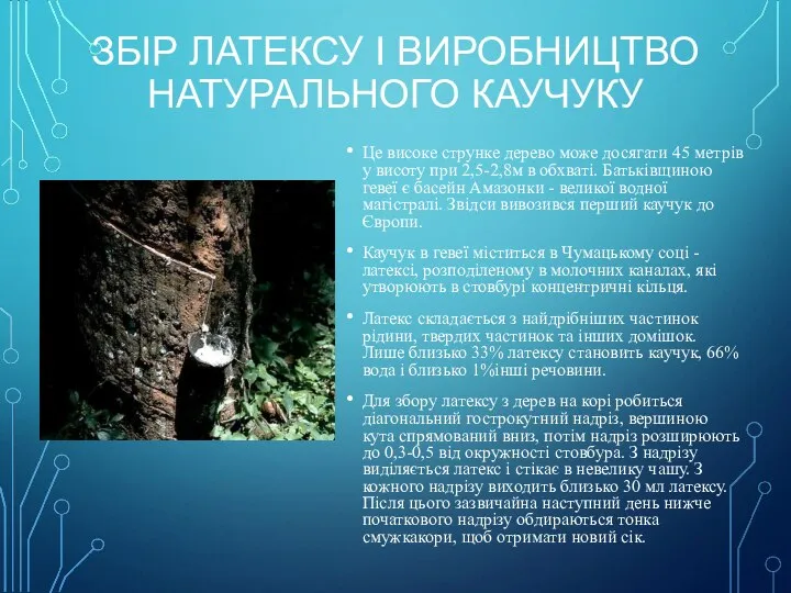 ЗБІР ЛАТЕКСУ І ВИРОБНИЦТВО НАТУРАЛЬНОГО КАУЧУКУ Це високе струнке дерево може досягати