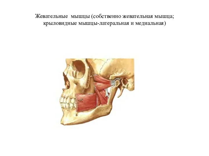 Жевательные мышцы (собственно жевательная мышца; крыловидные мышцы-латеральная и медиальная)