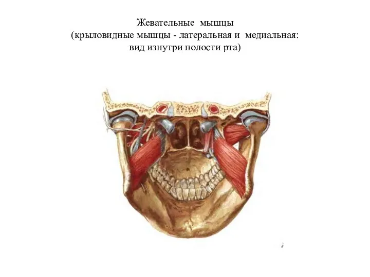 Жевательные мышцы (крыловидные мышцы - латеральная и медиальная: вид изнутри полости рта)