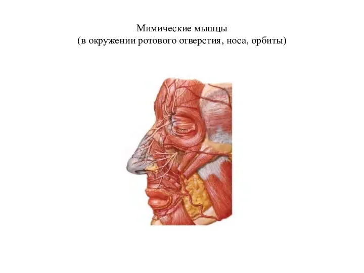 Мимические мышцы (в окружении ротового отверстия, носа, орбиты)