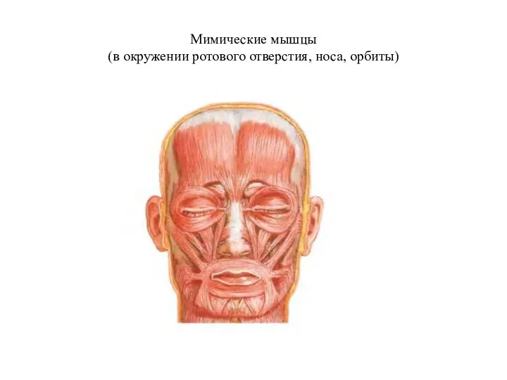 Мимические мышцы (в окружении ротового отверстия, носа, орбиты)