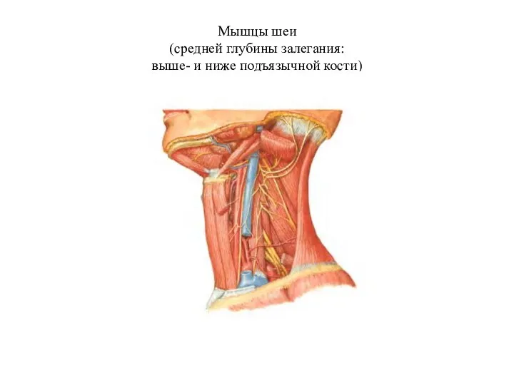 Мышцы шеи (средней глубины залегания: выше- и ниже подъязычной кости)