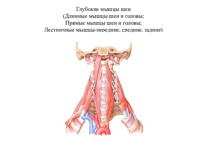 Глубокие мышцы шеи (Длинные мышцы шеи и головы; Прямые мышцы шеи и