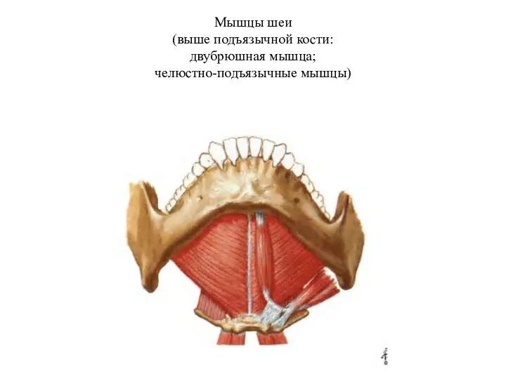 Мышцы шеи (выше подъязычной кости: двубрюшная мышца; челюстно-подъязычные мышцы)