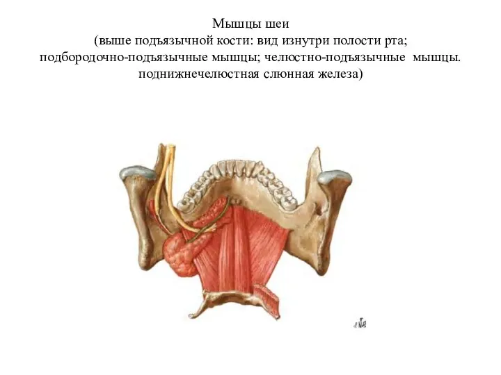 Мышцы шеи (выше подъязычной кости: вид изнутри полости рта; подбородочно-подъязычные мышцы; челюстно-подъязычные мышцы. поднижнечелюстная слюнная железа)