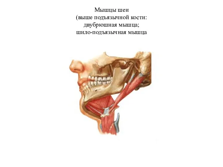 Мышцы шеи (выше подъязычной кости: двубрюшная мышца; шило-подъязычная мышца