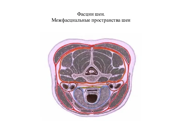 Фасции шеи. Межфасциальные пространства шеи