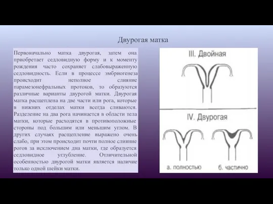 Двурогая матка Первоначально матка двурогая, затем она приобретает седловидную форму и к