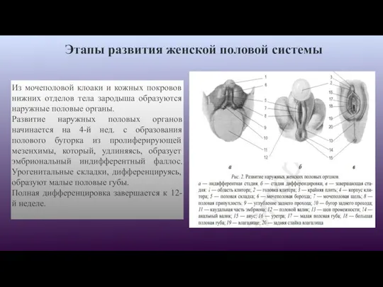 Этапы развития женской половой системы Из мочеполовой клоаки и кожных покровов нижних