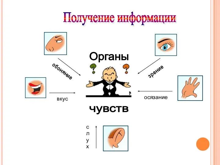 Получение информации Органы чувств обоняние зрение осязание слух вкус