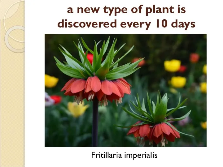 a new type of plant is discovered every 10 days Fritillaria imperialis