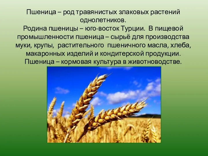 Пшеница – род травянистых злаковых растений однолетников. Родина пшеницы – юго-восток Турции.
