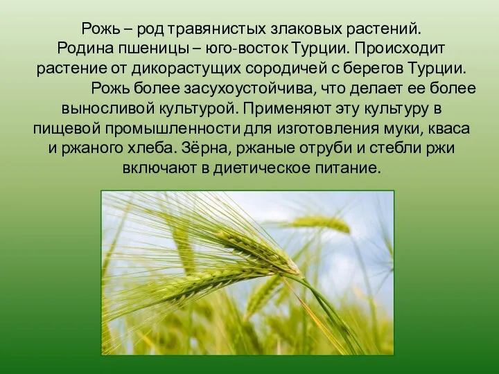 Рожь – род травянистых злаковых растений. Родина пшеницы – юго-восток Турции. Происходит