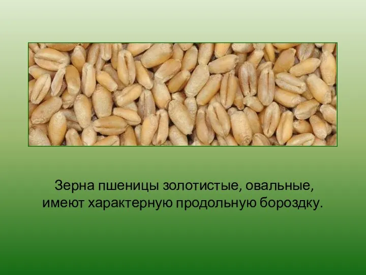 Зерна пшеницы золотистые, овальные, имеют характерную продольную бороздку.