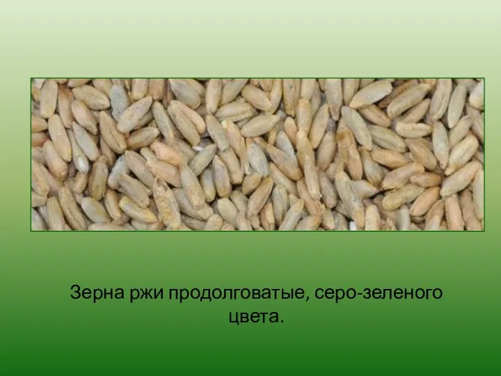 Зерна ржи продолговатые, серо-зеленого цвета.