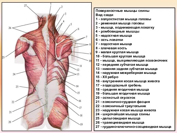 Поверхностные мышцы спины Вид сзади 1 - полуостистая мышца головы 2 -