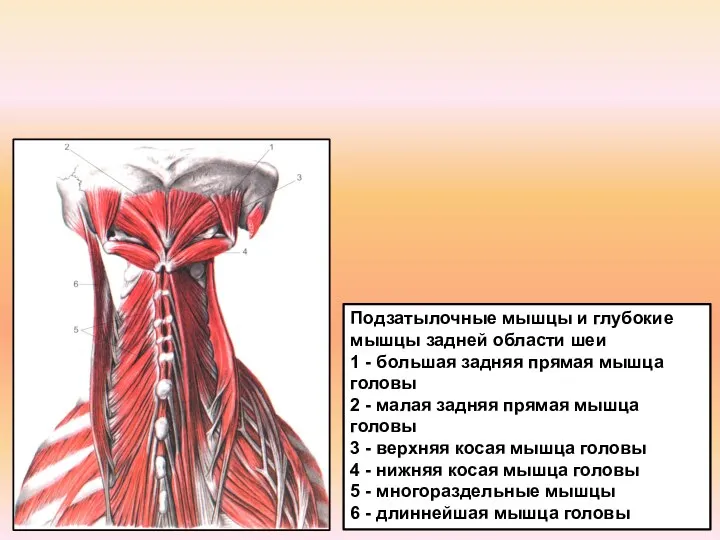 Подзатылочные мышцы и глубокие мышцы задней области шеи 1 - большая задняя
