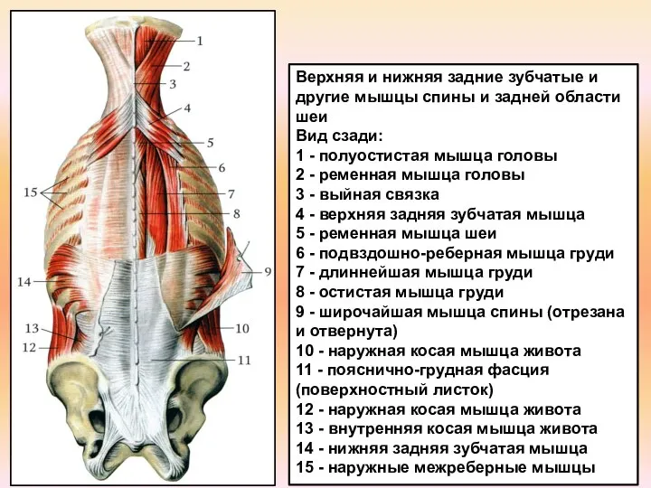 Верхняя и нижняя задние зубчатые и другие мышцы спины и задней области