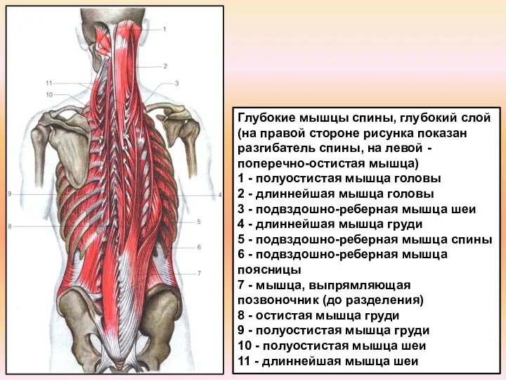 Глубокие мышцы спины, глубокий слой (на правой стороне ри­сунка показан разгибатель спины,
