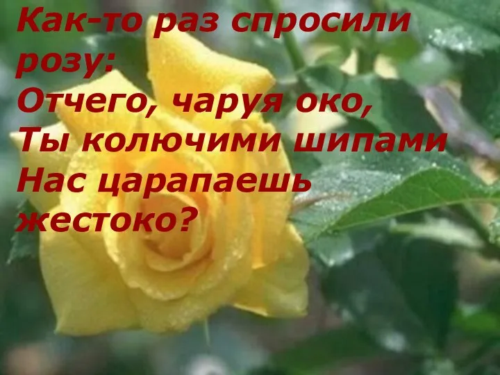 Как-то раз спросили розу: Отчего, чаруя око, Ты колючими шипами Нас царапаешь жестоко?