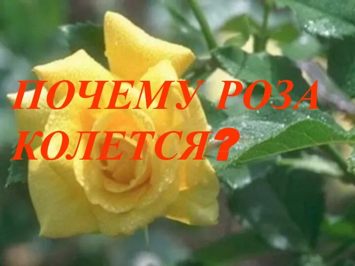 ПОЧЕМУ РОЗА КОЛЕТСЯ?