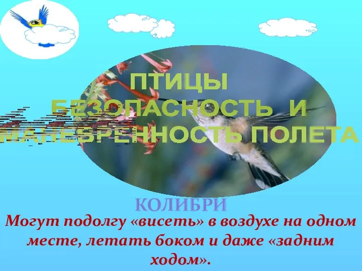 ПТИЦЫ БЕЗОПАСНОСТЬ И МАНЕВРЕННОСТЬ ПОЛЕТА КОЛИБРИ Могут подолгу «висеть» в воздухе на