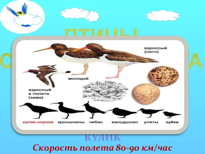 ПТИЦЫ СКОРОСТЬ ПОЛЕТА КУЛИК Скорость полета 80-90 км/час