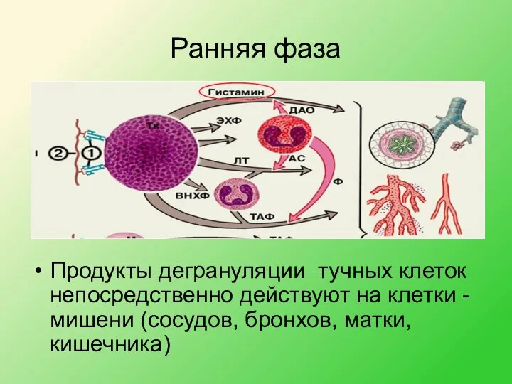 Ранняя фаза Продукты дегрануляции тучных клеток непосредственно действуют на клетки - мишени (сосудов, бронхов, матки, кишечника)