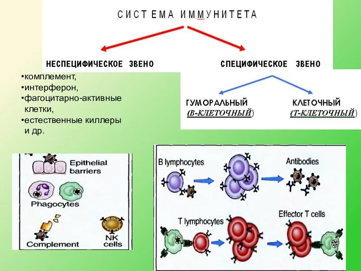 комплемент, интерферон, фагоцитарно-активные клетки, естественные киллеры и др.