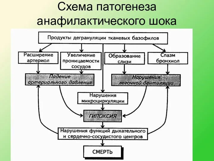 Схема патогенеза анафилактического шока