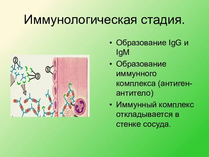 Иммунологическая стадия. Образование IgG и IgМ Образование иммунного комплекса (антиген- антитело) Иммунный